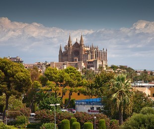 Пальма монументальная (в мини-группе) - Mallorca, Іспанія
