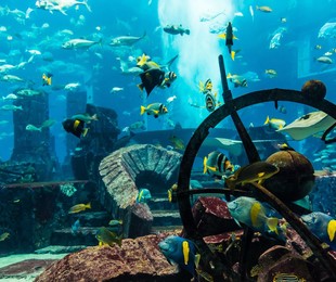 Билеты в аквариум (Dubai mall) - Dubai, ОАЕ