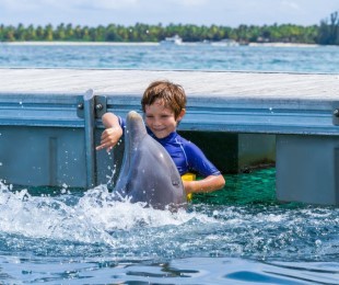 Плавание с дельфинами (программа "Family Experience") - Punta Cana, Домінікана