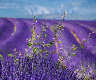 Лавандовые поля - Provence-Alpes-Cote D'azur, Франція
